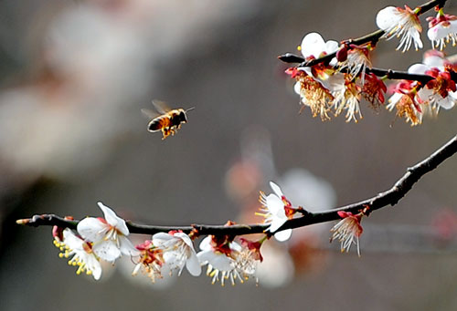 Apricot flowers overwhelm highland plateau